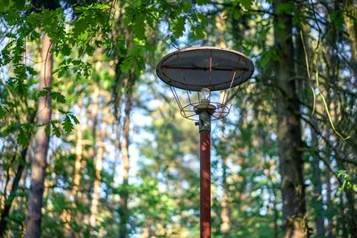 Low angle view of street light and trees in forest