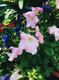 Close-up of pink flowering plants