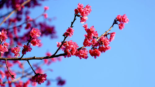 Low angle view of cherry blossoms against sky