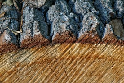 Full frame shot of tree trunk