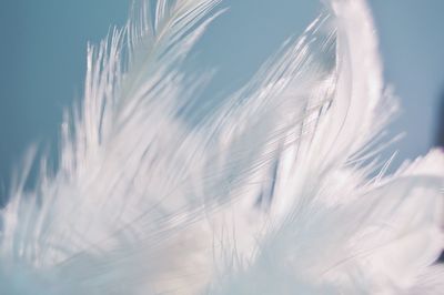 Feathers of dreamcatcher