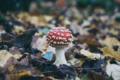 Close-up of fly agaric mushroom