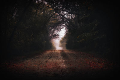 Road amidst trees in forest during night