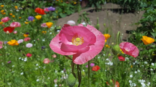 Close-up of pink flowers