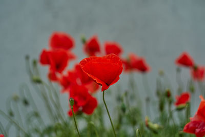 Close-up of red poppy flowers on field