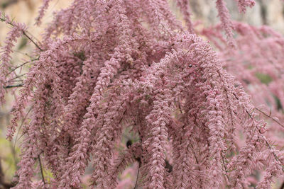 Close-up of pink cherry blossom tree