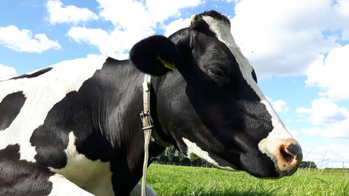 Close-up of cow grazing on field against sky