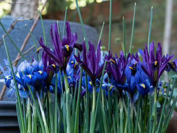 Close-up of purple crocus flowers on field