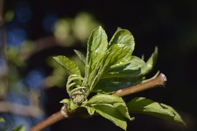 Close-up of plant