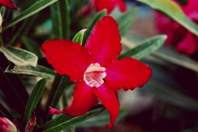 Close-up of red flowers