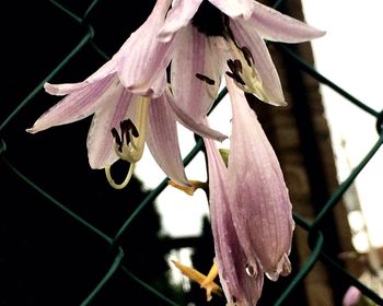 Close-up of flowers against blurred background