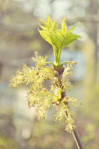 Close-up of yellow flowering plant