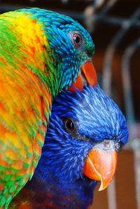 Close-up side view of parrots