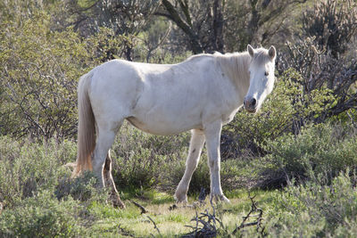 Horse standing on grassy field in tonto national forest