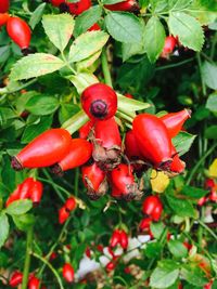 Close-up of red leaves