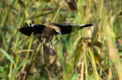 Close-up of duck flying