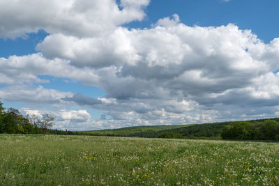 Scenic view of field against sky