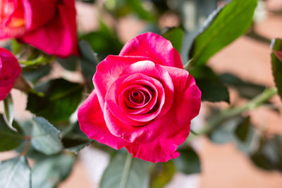 Close-up of pink rose