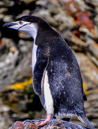 Close-up of penguin perching outdoors