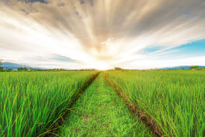 Scenic view of agricultural field against sky