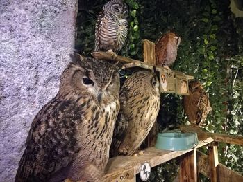Close-up of birds perching on wood