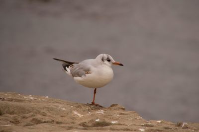 Seagull perching on shore