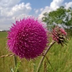 Close-up of pink flower