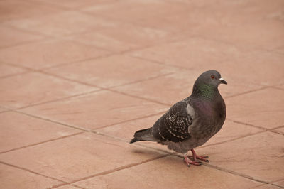 High angle view of pigeon perching on floor