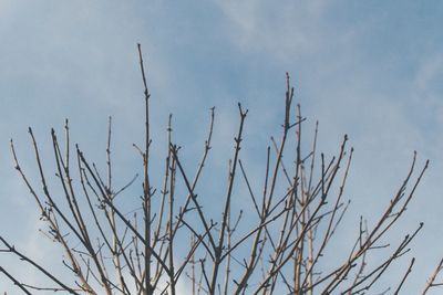 Low angle view of plants against sky