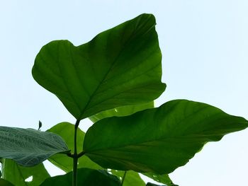 Close-up of leaves against clear sky