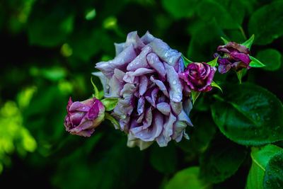 Close-up of wilted rose in plant