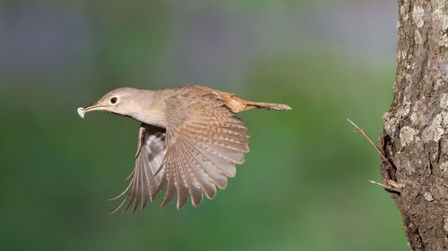 Close-up of bird in flight