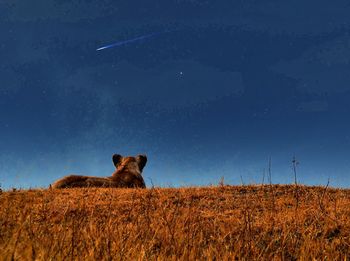 Scenic view of field against sky at night