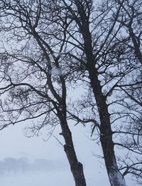 Bare tree against sky during winter