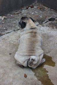 High angle view of dog sitting on footpath