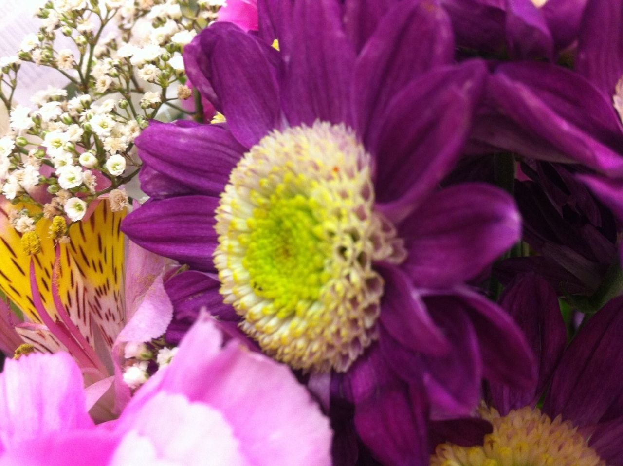 flower, petal, freshness, flower head, fragility, beauty in nature, growth, close-up, pollen, blooming, nature, purple, pink color, yellow, stamen, full frame, plant, in bloom, backgrounds, blossom