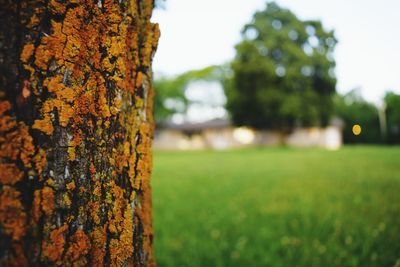 Close-up of tree trunk