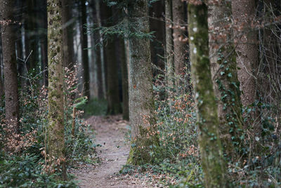 Plants growing on land in forest