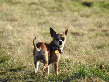 Chihuahua standing on grassy field