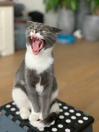 Close-up of cat yawning