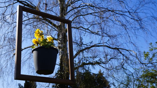 Low angle view of flowering plant against clear sky