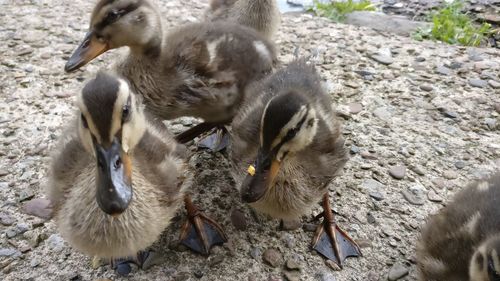 Ducks in a forest