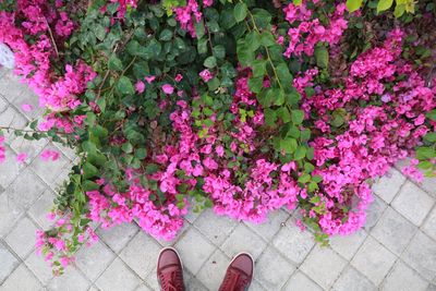 Low section of person standing by pink flowering plants