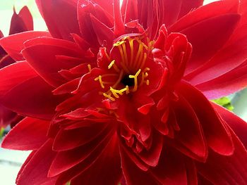 Close-up of red flower blooming outdoors