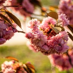 Close-up of pink cherry blossom