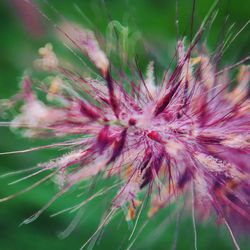 Close-up of pink flower growing outdoors