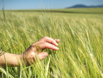 Close-up of wheat growing on field