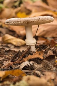 Close-up of mushroom growing on field