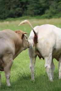 Two horses on field