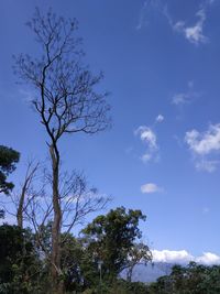 Low angle view of silhouette tree against blue sky